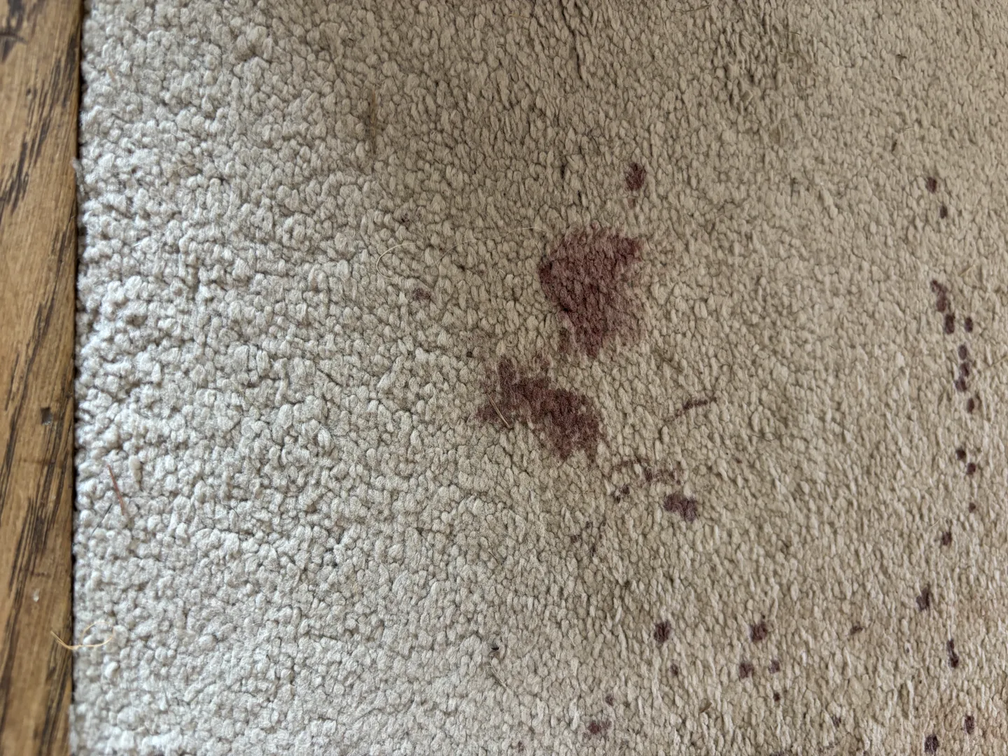 The polypropylene carpet before treatment, showing numerous small dried blood spots and two larger areas of contamination